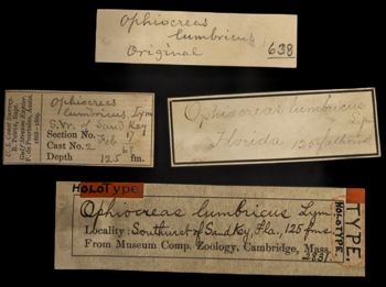 Media type: image;   Invertebrate Zoology OPH-2831 Description: Labels for this specimen included in the specimen tray.;  Aspect: labels